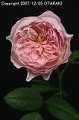 Rosa Alnwick Castle